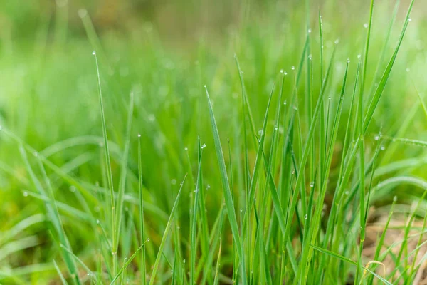 Fundo Grama Verde Com Gotas Chuva Pela Manhã Foco Suave — Fotografia de Stock