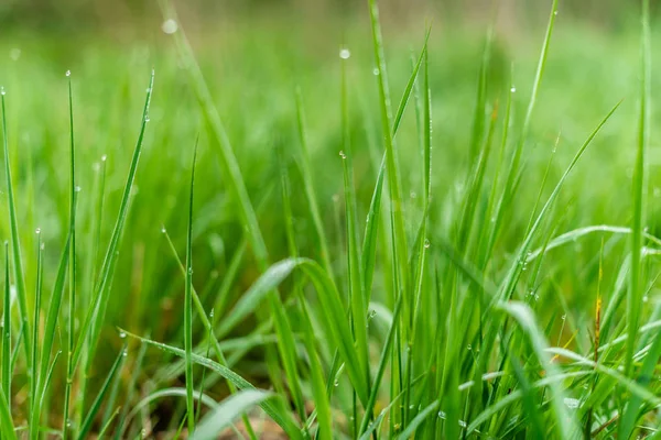 Fundo Grama Verde Com Gotas Chuva Pela Manhã Foco Suave — Fotografia de Stock