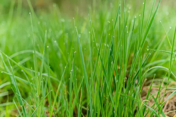 Fundo Grama Verde Com Gotas Chuva Pela Manhã Foco Suave — Fotografia de Stock