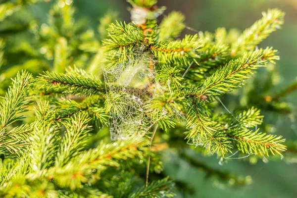 Druppel Condensatie Het Spinnenweb Gossamer Met Druppels — Stockfoto