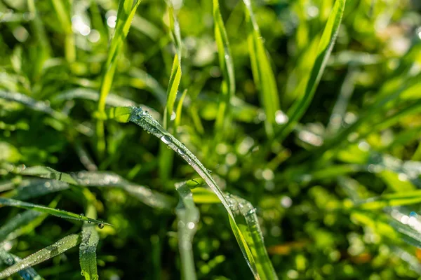 Fundo Grama Verde Com Gotas Chuva Pela Manhã Foco Suave — Fotografia de Stock