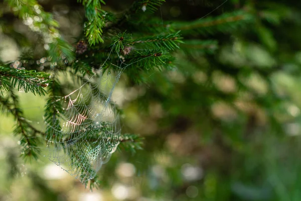 Tropfen Kondenswasser Auf Dem Spinnennetz Hauchdünn Mit Tropfen — Stockfoto