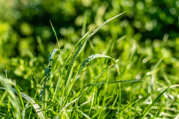 Фон Зеленой Травы Каплями Дождя Утром Мягкий Фокус Капли Росы — стоковое фото