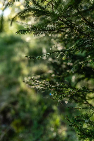 Fondo Verde Desenfocado Con Sol Hojas Imagen Borrosa Bosque — Foto de Stock