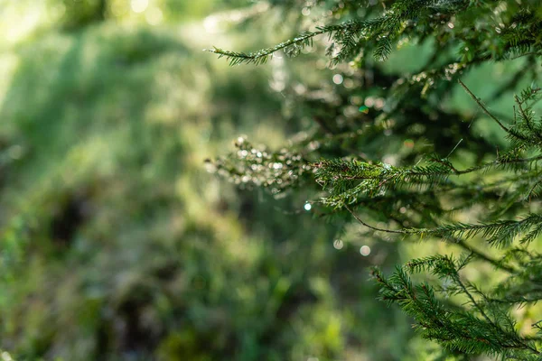 Fondo Verde Desenfocado Con Sol Hojas Imagen Borrosa Bosque — Foto de Stock