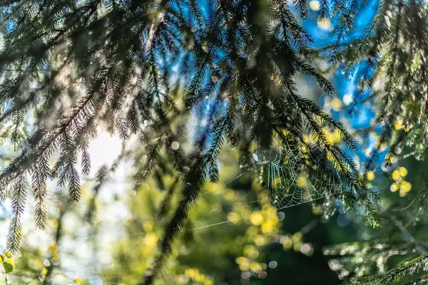 Fondo Verde Desenfocado Con Sol Hojas Imagen Borrosa Bosque — Foto de Stock