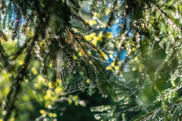 Defokussierter Grüner Hintergrund Mit Sonnenschein Und Blättern Bild Eines Waldes — Stockfoto