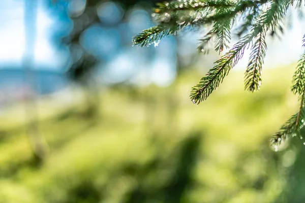 Fondo Verde Desenfocado Con Sol Hojas Imagen Borrosa Bosque — Foto de Stock