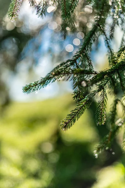 Fondo Verde Desenfocado Con Sol Hojas Imagen Borrosa Bosque — Foto de Stock