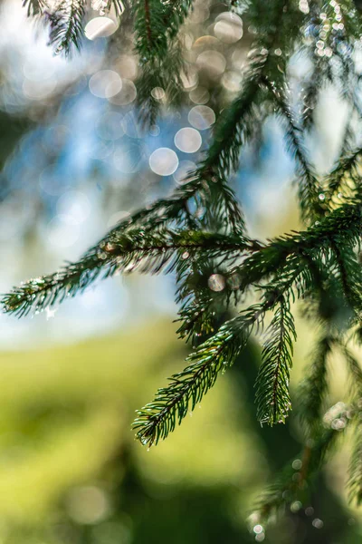 Fondo Verde Desenfocado Con Sol Hojas Imagen Borrosa Bosque — Foto de Stock