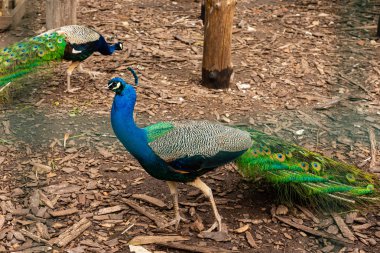 Tüylü güzel tavus kuşu portresi. Sivri kuyruklu tavus kuşu