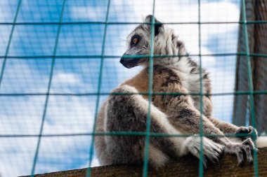 Halka kuyruklu lemur catta. Tek Lemur doğrudan kameraya bakıyor