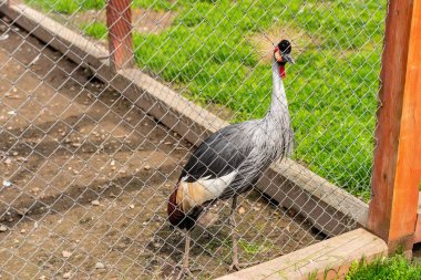 Güneşli yaz gününde bir hayvanat bahçesinde Taçlı vinç