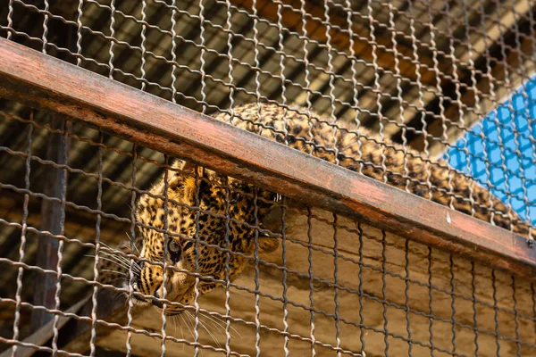 Retrato Del Leopardo Indio Panthera Pardus Zoológico Jaula Aire Libre — Foto de Stock