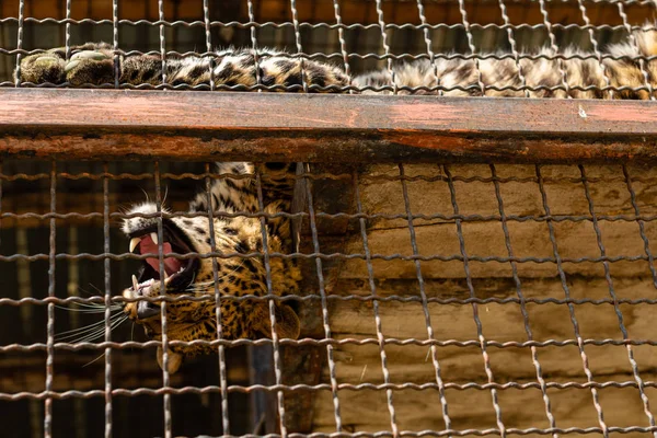 Retrato Del Leopardo Indio Panthera Pardus Zoológico Jaula Aire Libre — Foto de Stock