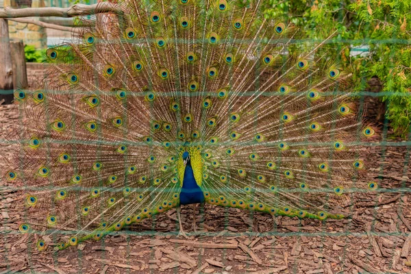 Portrait Beautiful Peacock Feathers Out Peacock Fanned Tail — Stock Photo, Image