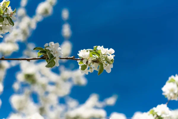 Прекрасное Весеннее Цветущее Дерево — стоковое фото