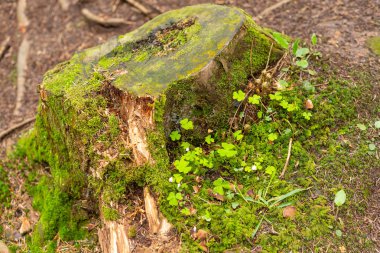 Bir ağaç glade üzerinde bir ağaç gövdesi üzerinde parlak renkli yeşil yosun