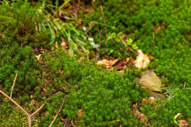 Bir ağaç glade üzerinde bir ağaç gövdesi üzerinde parlak renkli yeşil yosun