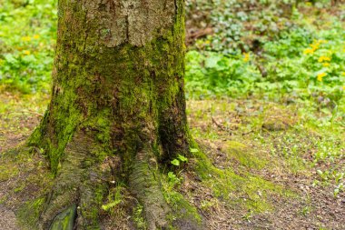 Bir ağaç glade üzerinde bir ağaç gövdesi üzerinde parlak renkli yeşil yosun