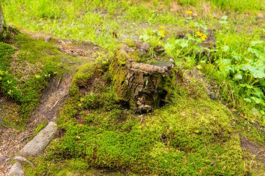 Bir ağaç glade üzerinde bir ağaç gövdesi üzerinde parlak renkli yeşil yosun