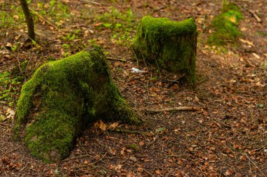 Bir ağaç glade üzerinde bir ağaç gövdesi üzerinde parlak renkli yeşil yosun