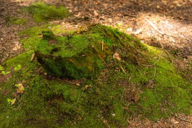 Bir ağaç glade üzerinde bir ağaç gövdesi üzerinde parlak renkli yeşil yosun