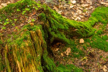 Bir ağaç glade üzerinde bir ağaç gövdesi üzerinde parlak renkli yeşil yosun