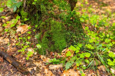 Bir ağaç glade üzerinde bir ağaç gövdesi üzerinde parlak renkli yeşil yosun