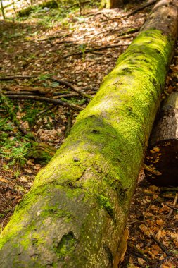 Bir ağaç glade üzerinde bir ağaç gövdesi üzerinde parlak renkli yeşil yosun