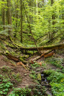 Bir ağaç glade üzerinde bir ağaç gövdesi üzerinde parlak renkli yeşil yosun