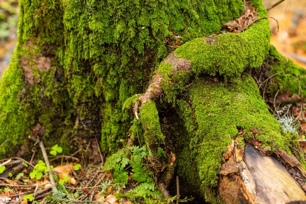 Musgo Verde Colorido Brilhante Tronco Árvore Uma Clareira Madeira — Fotografia de Stock