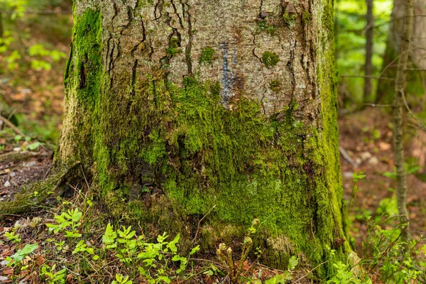 Brillante Musgo Verde Sobre Tronco Árbol Claro Madera —  Fotos de Stock
