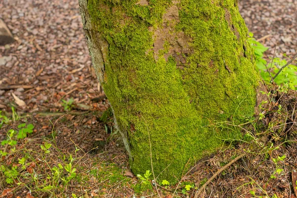 Musgo Verde Colorido Brilhante Tronco Árvore Uma Clareira Madeira — Fotografia de Stock