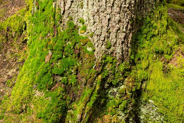 木のグレードの木の幹に明るいカラフルな緑の苔 — ストック写真