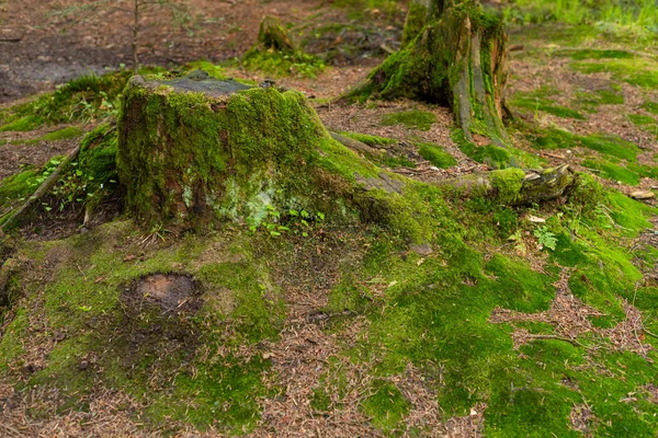 Brillante Musgo Verde Sobre Tronco Árbol Claro Madera —  Fotos de Stock