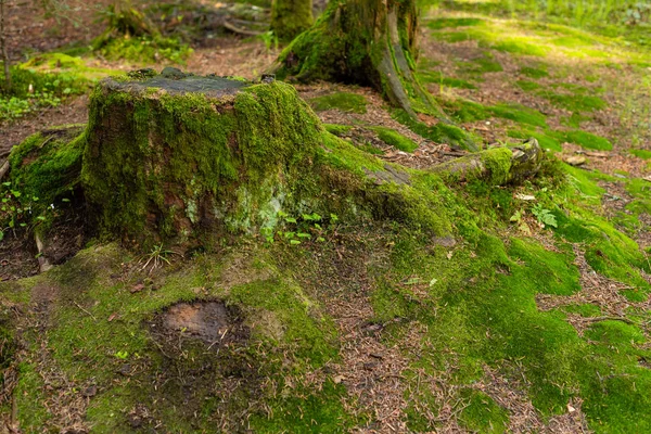 Brillante Musgo Verde Sobre Tronco Árbol Claro Madera —  Fotos de Stock