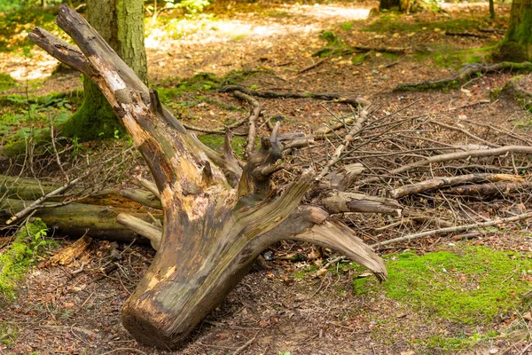 Brillante Musgo Verde Sobre Tronco Árbol Claro Madera —  Fotos de Stock