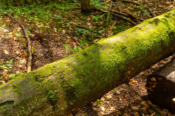 Brillante Musgo Verde Sobre Tronco Árbol Claro Madera —  Fotos de Stock