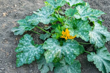 Çalıların üzerinde büyüyen yeşil sebze iliği. Kabak bitkisi. Kabak çiçeği.