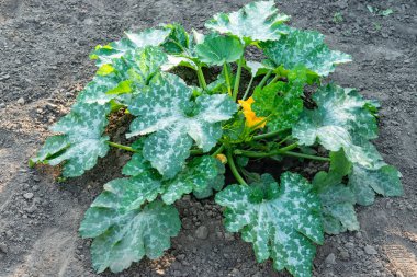 Çalıların üzerinde büyüyen yeşil sebze iliği. Kabak bitkisi. Kabak çiçeği.
