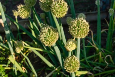 Tarlalarda yetişen soğan çiçeklerine yakın çekim