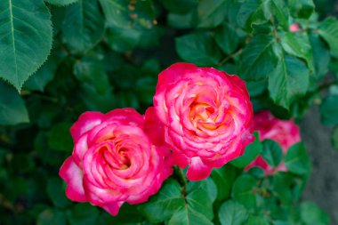 Bahçede güzel bir gül. 