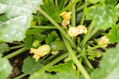 Çalıların üzerinde büyüyen yeşil sebze iliği. Kabak bitkisi. Kabak çiçeği.