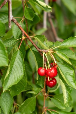Güneşli bahçede kiraz ağacı. Ağaçta asılı lezzetli sulu kiraz
