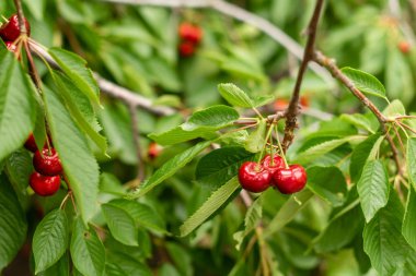 Güneşli bahçede kiraz ağacı. Ağaçta asılı lezzetli sulu kiraz