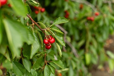 Güneşli bahçede kiraz ağacı. Ağaçta asılı lezzetli sulu kiraz