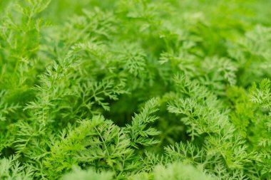 Ekolojik bahçede büyüyen genç havuç. Güzel yeşil bahçe bitkileri.