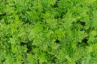 Ekolojik bahçede büyüyen genç havuç. Güzel yeşil bahçe bitkileri.