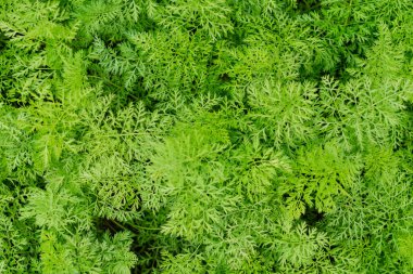 Ekolojik bahçede büyüyen genç havuç. Güzel yeşil bahçe bitkileri.